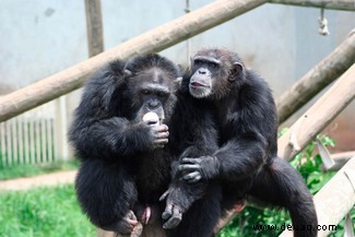 Schlüsselsprachfähigkeit „existierte bei alten Primatenvorfahren“ 