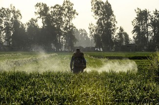 Essensmythen entlarvt:7 Essensfakten, die völlig falsch sind 