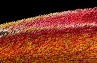 20 atemberaubende Mikroskopfotos vom Wettbewerb Nikon Small World 2020 