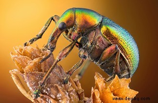 20 atemberaubende Mikroskopfotos vom Wettbewerb Nikon Small World 2020 