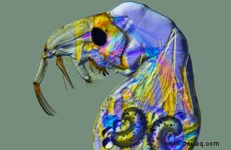 20 atemberaubende Mikroskopfotos vom Wettbewerb Nikon Small World 2020 