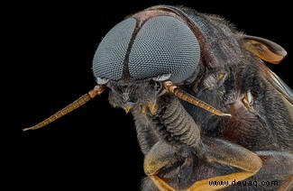 20 atemberaubende Mikroskopfotos vom Wettbewerb Nikon Small World 2020 