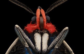 20 atemberaubende Mikroskopfotos vom Wettbewerb Nikon Small World 2020 