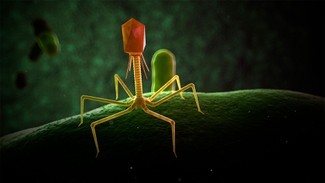 Der beste Weg, einen Superbug zu töten? Machen Sie einen Virus zur Waffe 