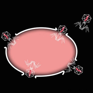 Der beste Weg, einen Superbug zu töten? Machen Sie einen Virus zur Waffe 