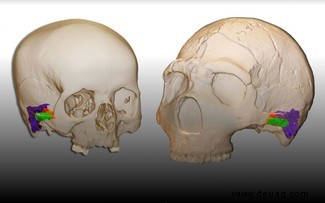 Neandertaler könnten laut einer Studie wie Menschen sprechen 