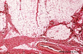 Der Wettlauf gegen das Altern:10 Durchbrüche, die uns helfen, gesund alt zu werden 