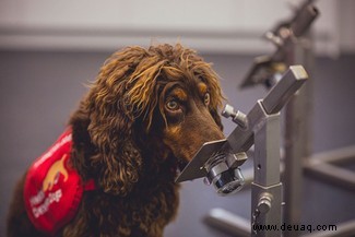 Medizinische Spürhunde können COVID-19 mit einer Genauigkeit von 94 Prozent aufspüren 