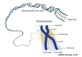 Die vollständige menschliche Genomsequenz enthüllt neue genetische Varianten, die mit Krankheiten in Verbindung gebracht werden 