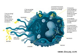 Makrophagen:Was sind sie und wie töten sie Bakterien? 