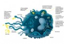 Makrophagen:Was sind sie und wie töten sie Bakterien? 