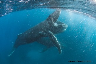 Könnte die neue Netflix-Show von Sir David Attenborough uns helfen, unseren Planeten zu retten? 