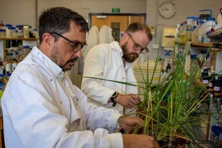 Die Entdeckung dürreresistenter Gene könnte Nutzpflanzen vor dem Klimawandel schützen 