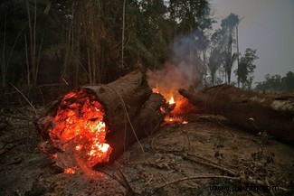 Der Amazonas-Regenwald:Könnte er zur Wüste werden? 