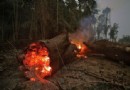 Der Amazonas-Regenwald:Könnte er zur Wüste werden? 