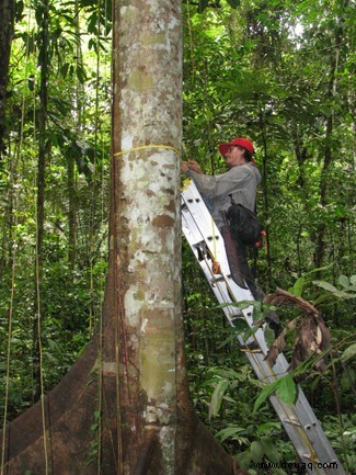 Tropenwälder könnten in den nächsten 20 Jahren von einer Kohlenstoffsenke zu einer Kohlenstoffquelle werden 