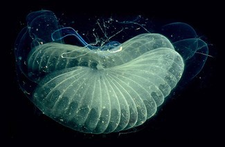 Die Technologie, die die größten Geheimnisse des Ozeans löst 
