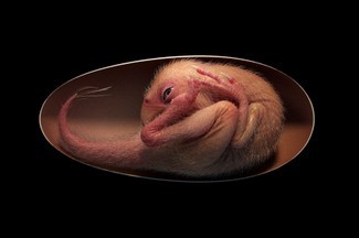 Ein perfekt erhaltener Dinosaurier-Embryo könnte moderne Vögel mit Dinosauriern in Verbindung bringen 