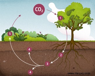 Wie speichert der Boden Kohlenstoff? 