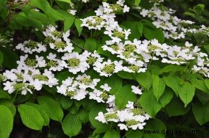 Fünf sommerblühende Sträucher, die Farbe in Ihren Garten bringen 