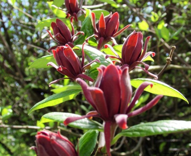 Fünf sommerblühende Sträucher, die Farbe in Ihren Garten bringen 