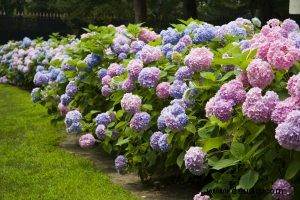 Fünf sommerblühende Sträucher, die Farbe in Ihren Garten bringen 