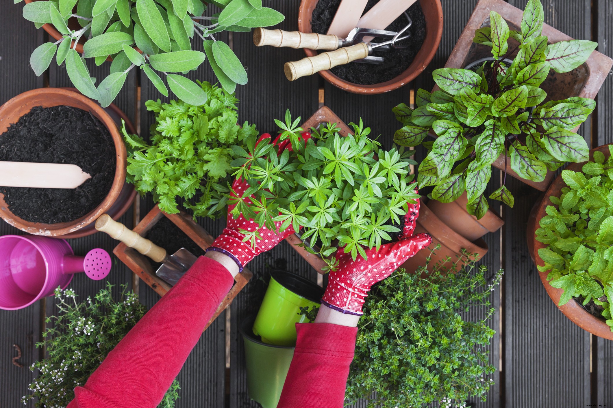 Warum Sie einen eigenen Kräutergarten haben sollten 