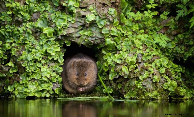 Entdecken Sie die sechs erstaunlichen Kreaturen, die Sie an Großbritanniens Flussufern sehen können 