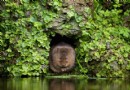 Entdecken Sie die sechs erstaunlichen Kreaturen, die Sie an Großbritanniens Flussufern sehen können 