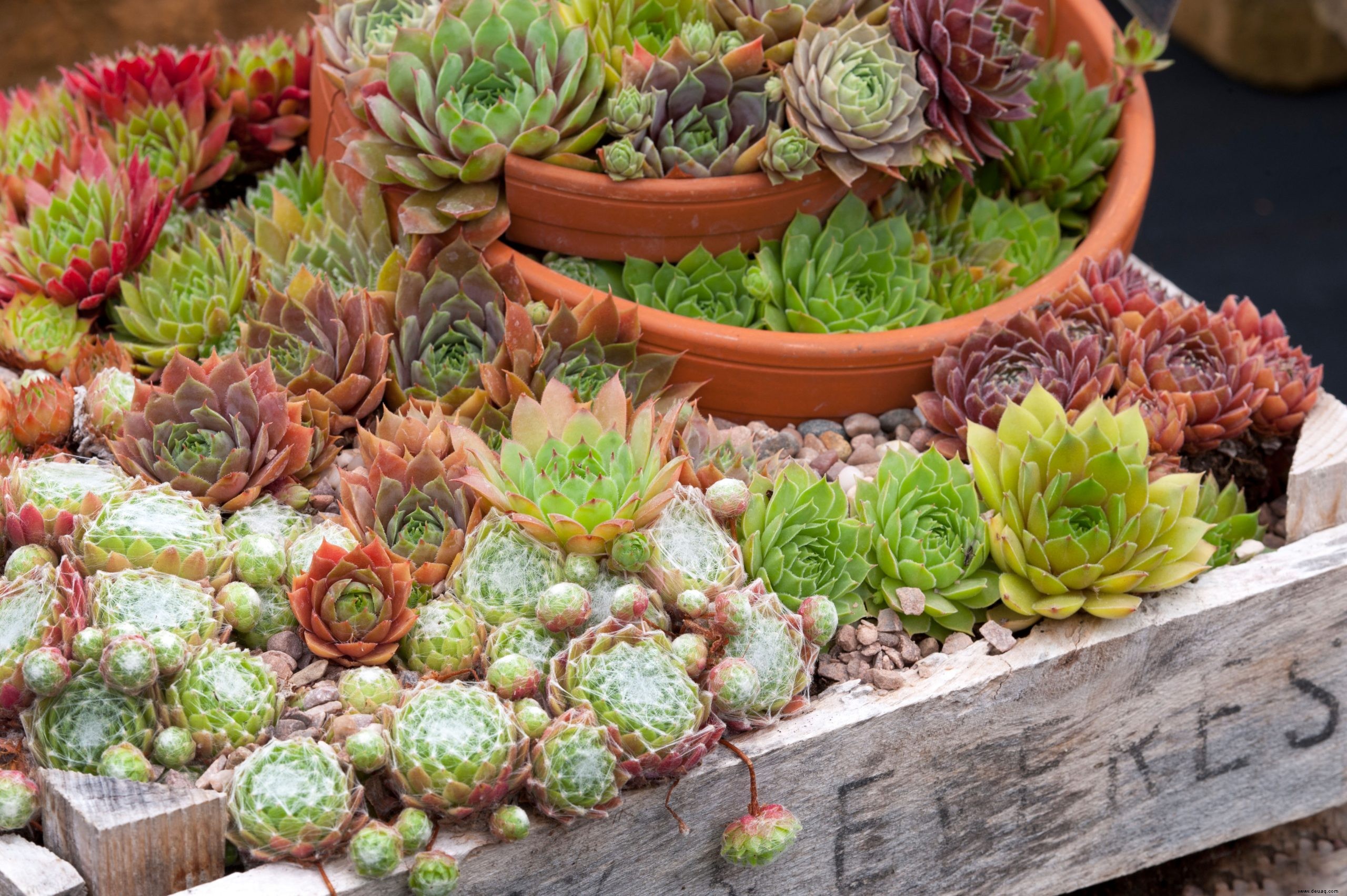 Gestalten Sie mit diesen Tipps einen Garten am Meer voller Farben und nautischer Inspiration 