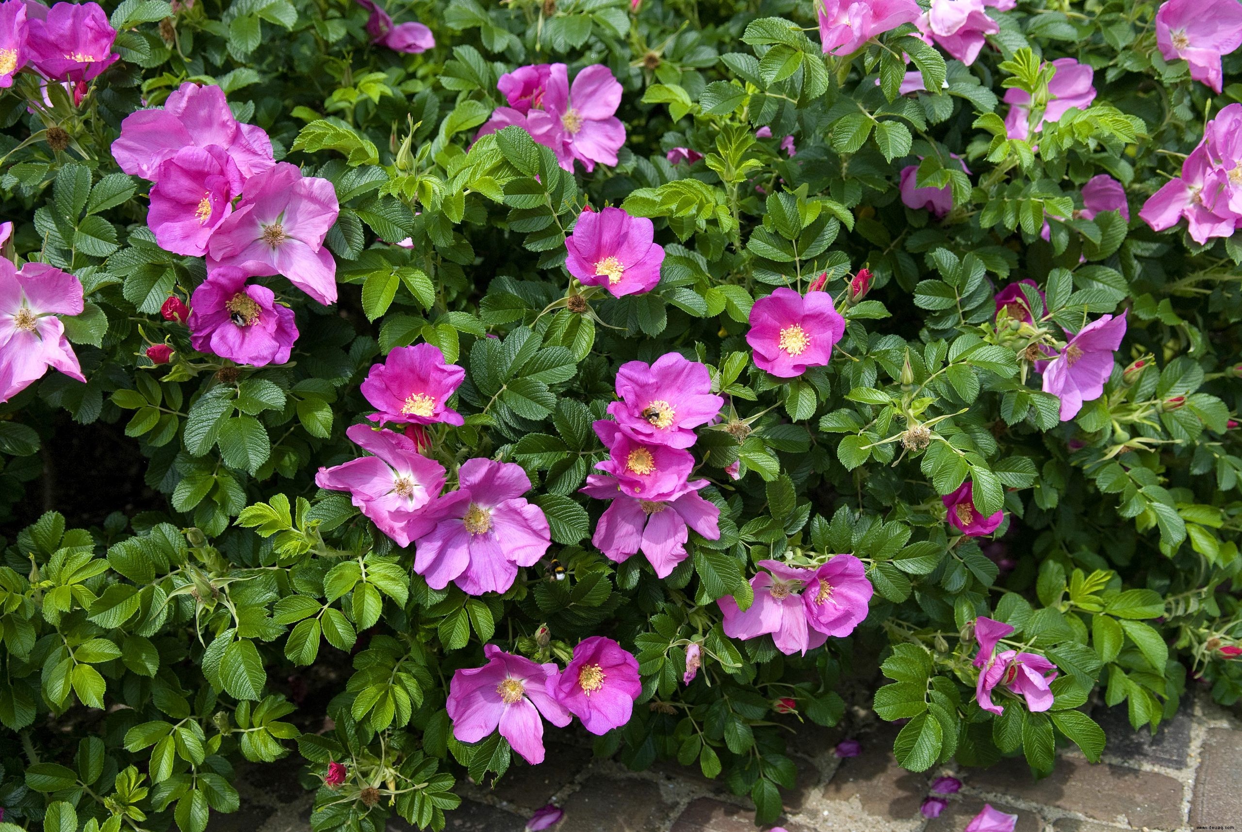 Gestalten Sie mit diesen Tipps einen Garten am Meer voller Farben und nautischer Inspiration 