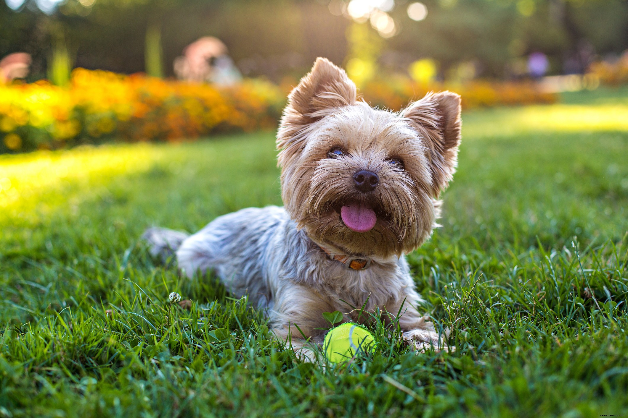 Top-Tipps für die Gestaltung eines hundefreundlichen Gartens 