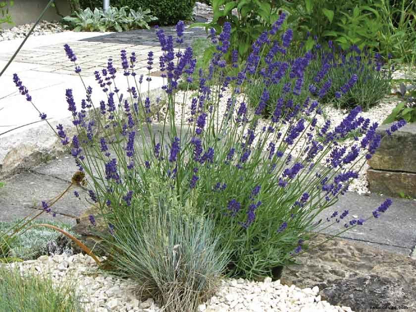 Robuste Pflanzen für schwierige Stellen in Ihrem Garten 