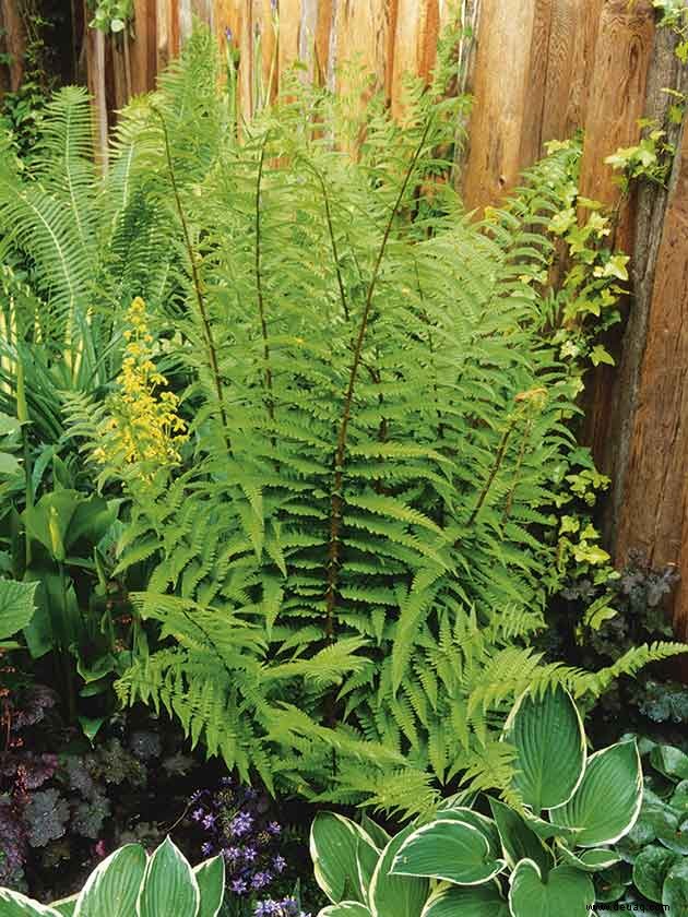 Robuste Pflanzen für schwierige Stellen in Ihrem Garten 