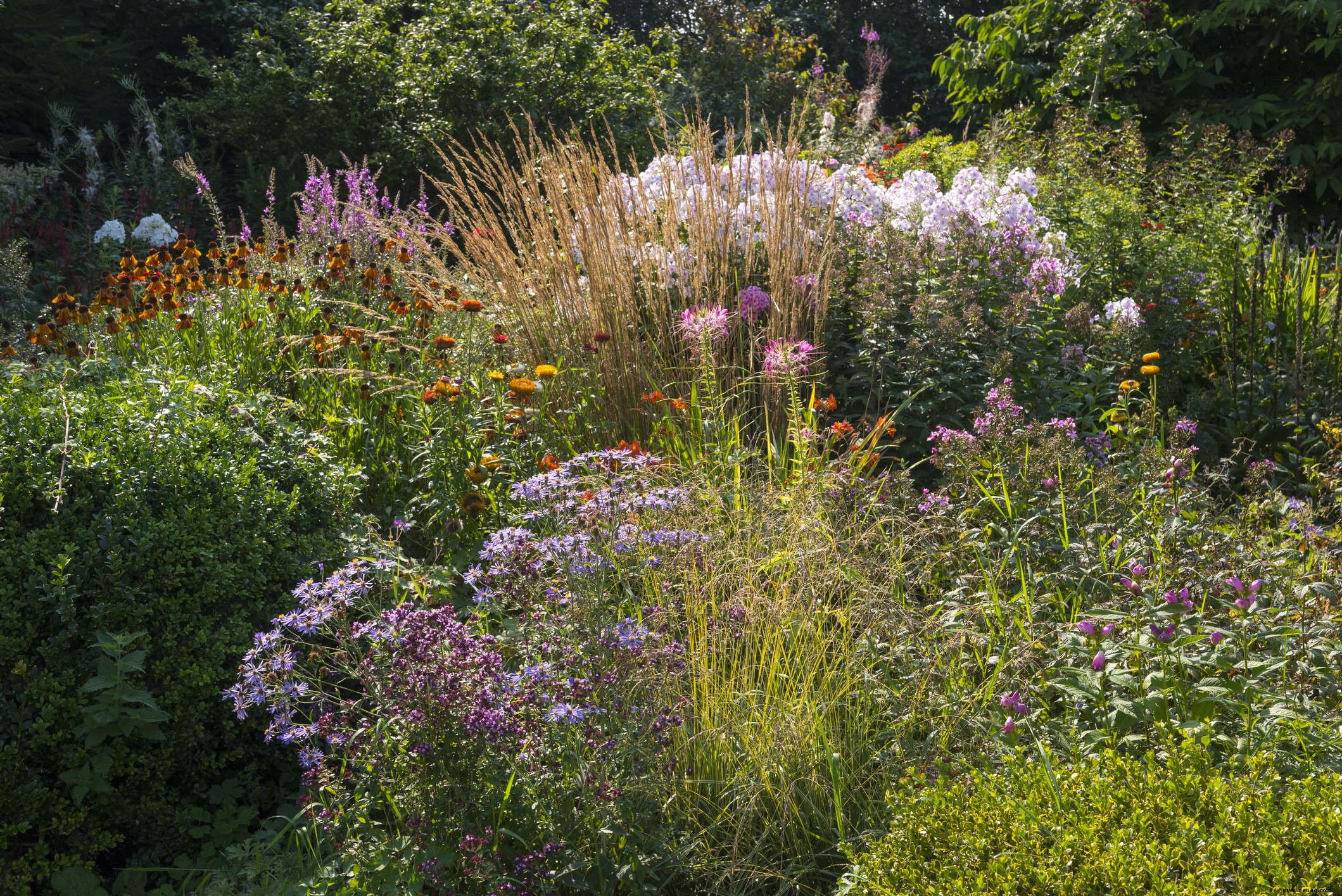 Wie Präriepflanzungen Ihren Garten in diesem Sommer verwandeln können 