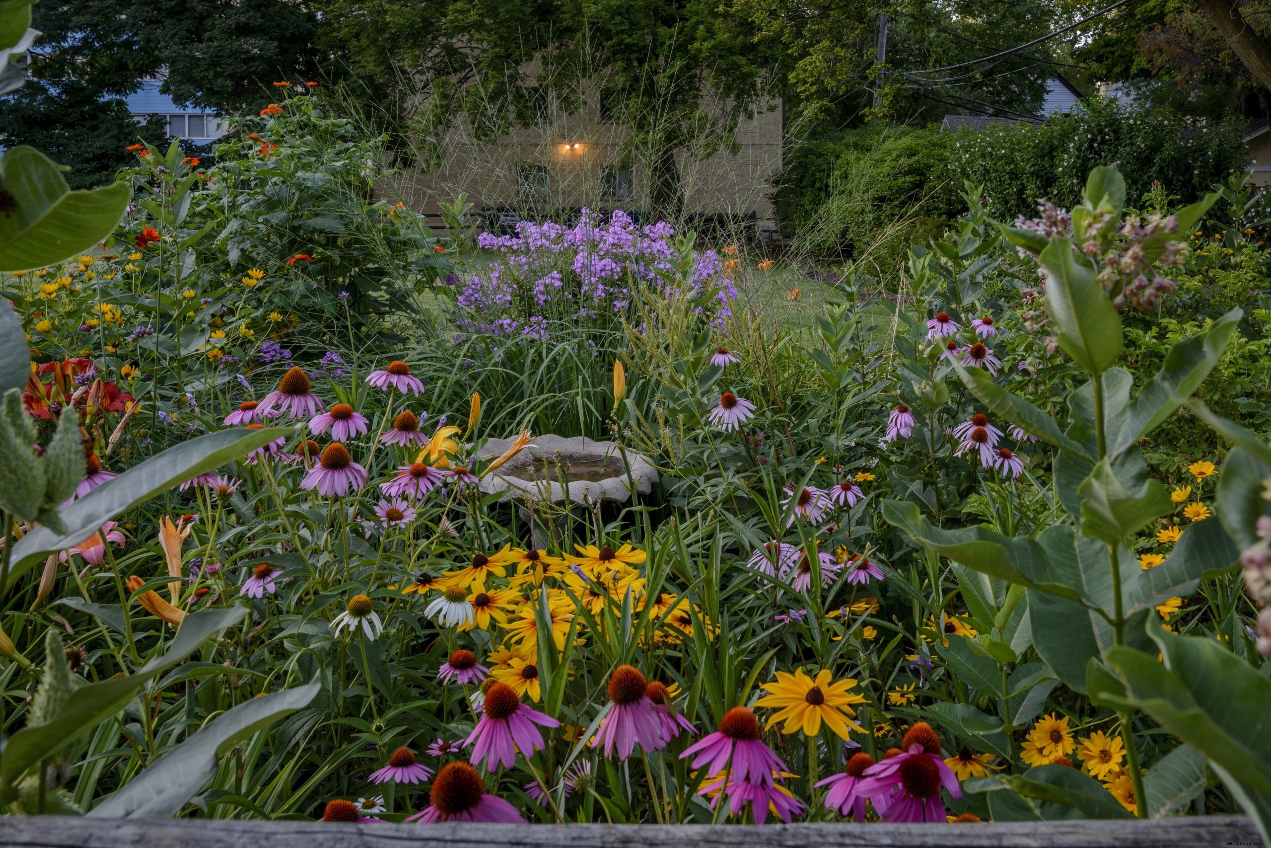 Wie Präriepflanzungen Ihren Garten in diesem Sommer verwandeln können 