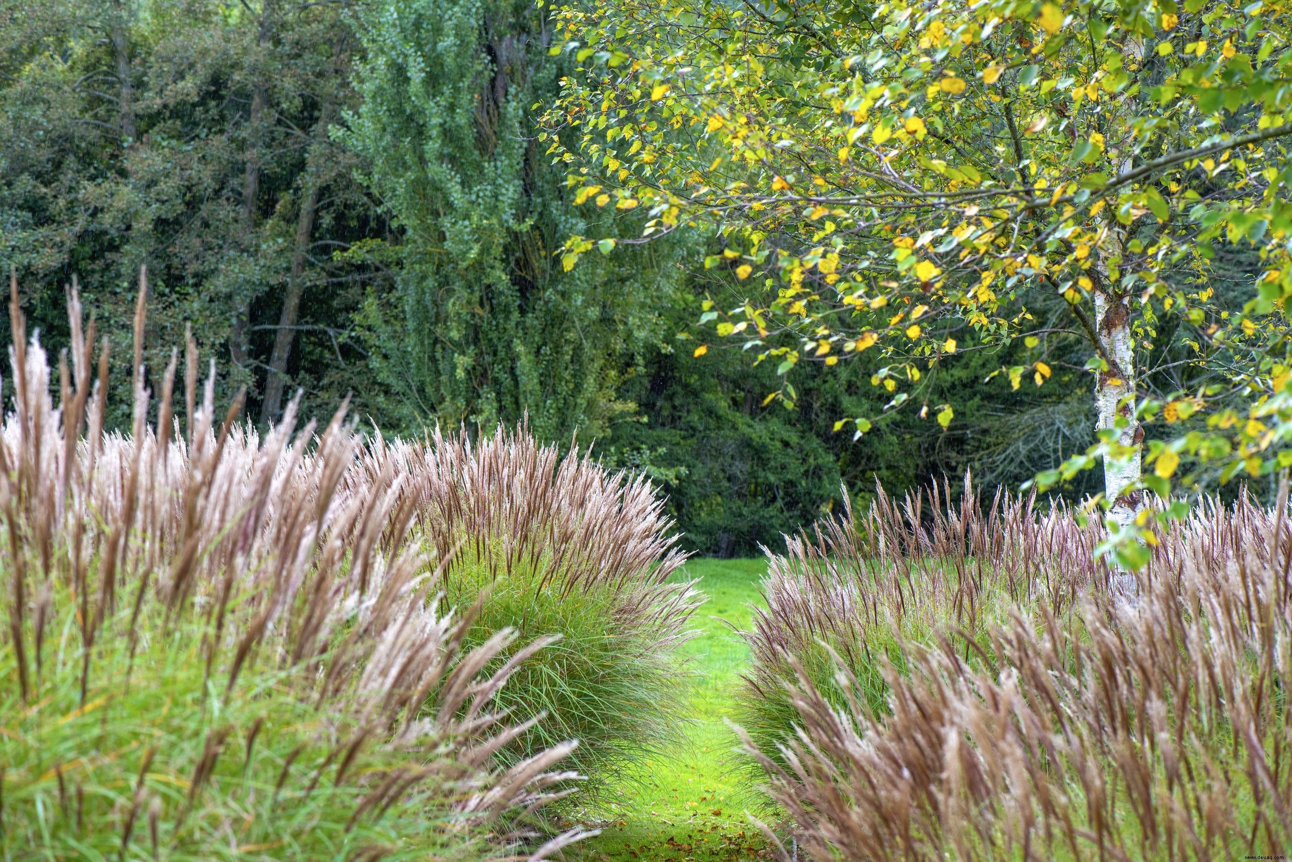 Wie Präriepflanzungen Ihren Garten in diesem Sommer verwandeln können 