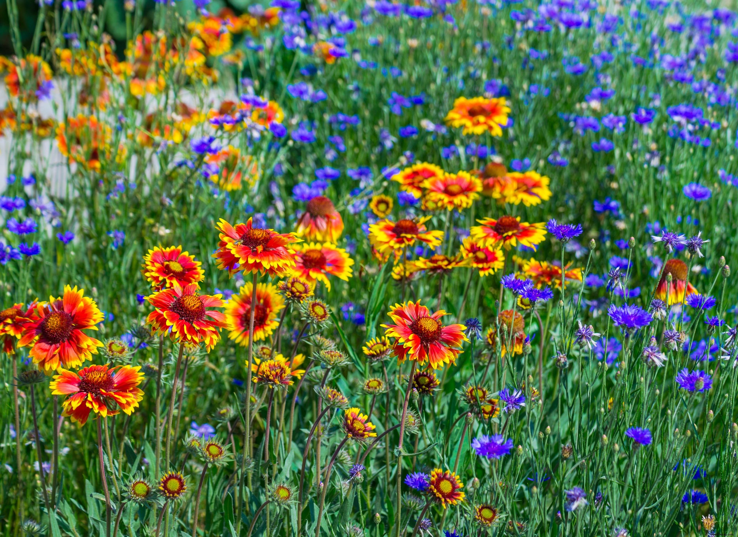 Wie Präriepflanzungen Ihren Garten in diesem Sommer verwandeln können 