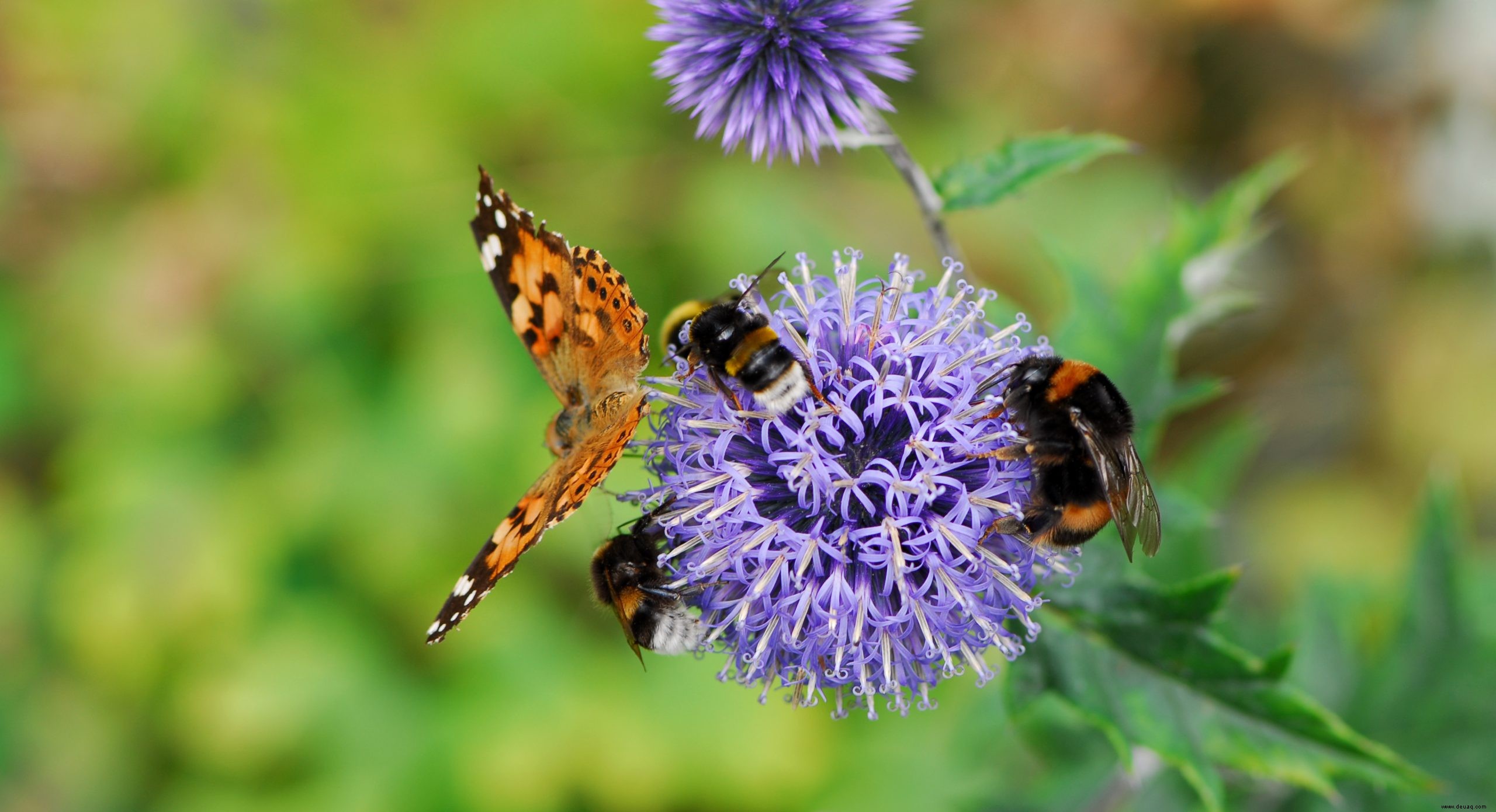 Wie Präriepflanzungen Ihren Garten in diesem Sommer verwandeln können 