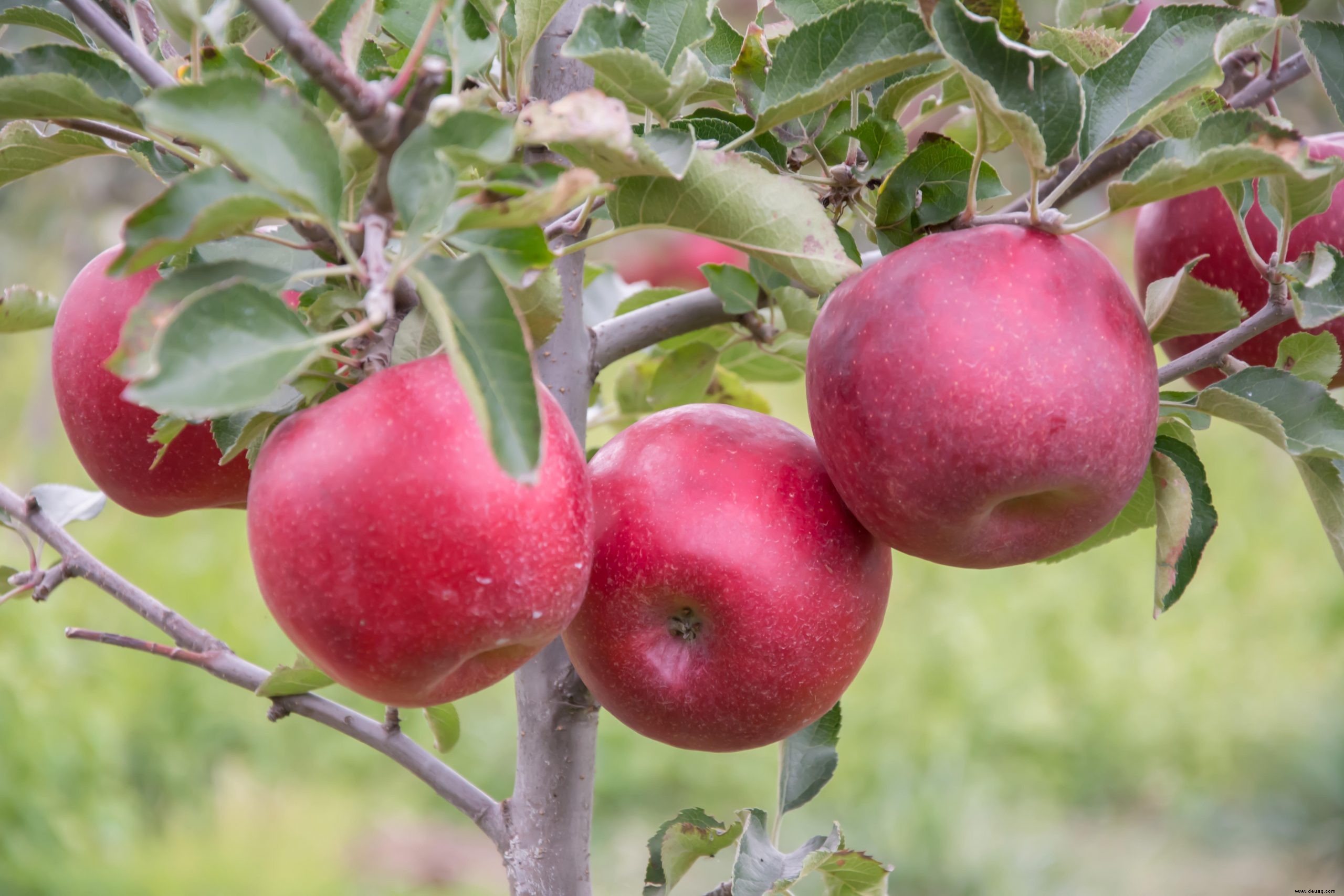 So bauen Sie Ihr eigenes Obst und Gemüse an – auch auf kleinem Raum 