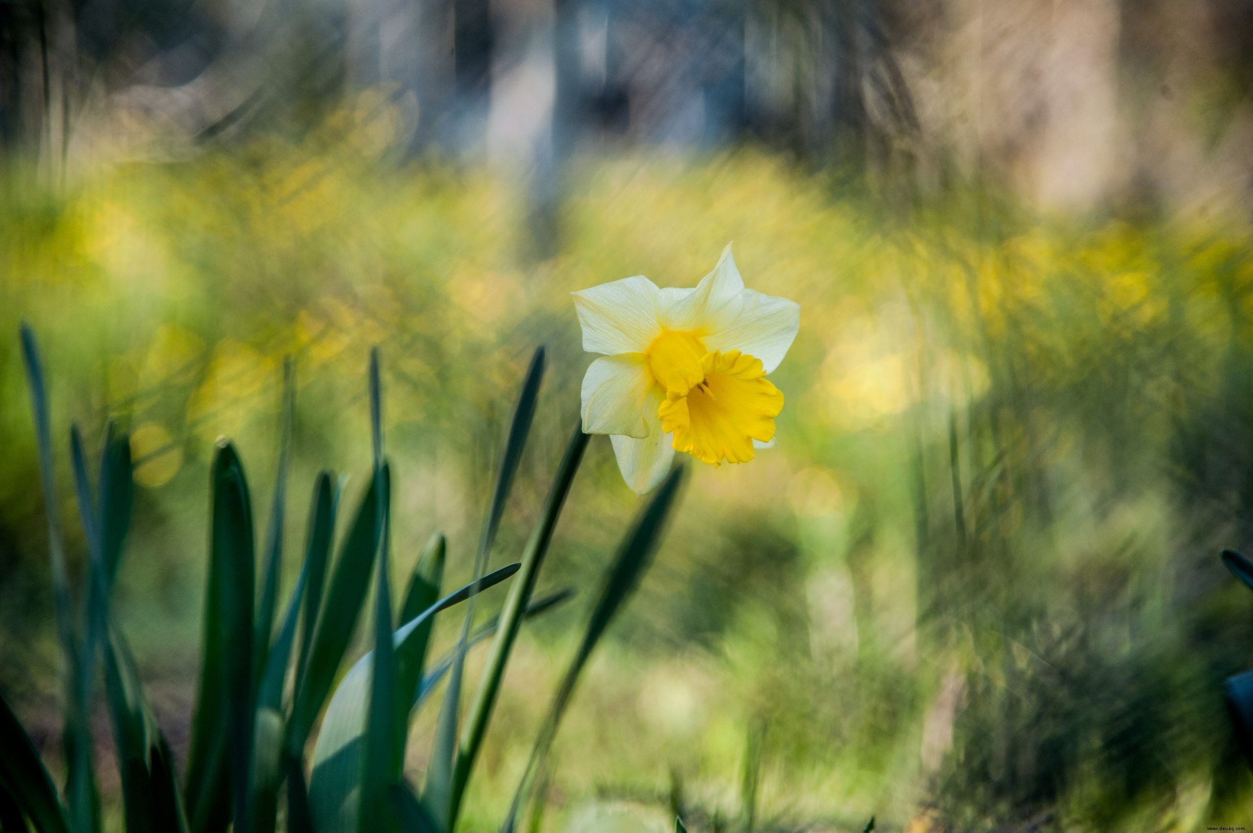 10 schöne Anzeichen dafür, dass der Frühling in Ihrem Garten angekommen ist 