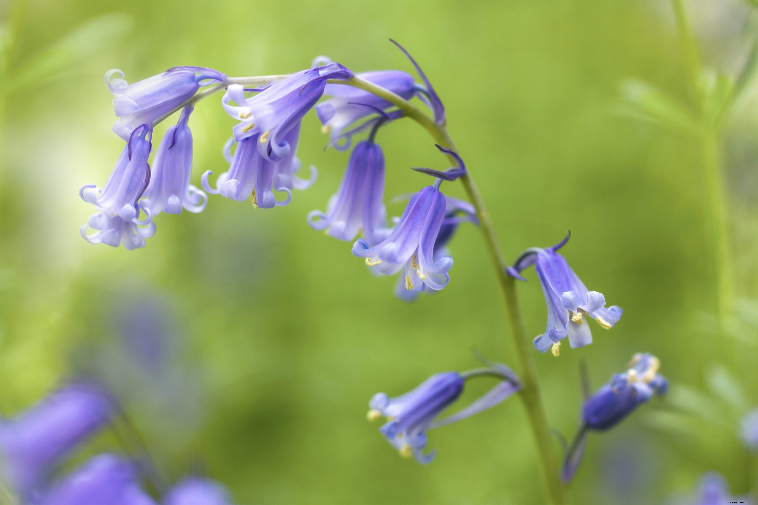 10 schöne Anzeichen dafür, dass der Frühling in Ihrem Garten angekommen ist 