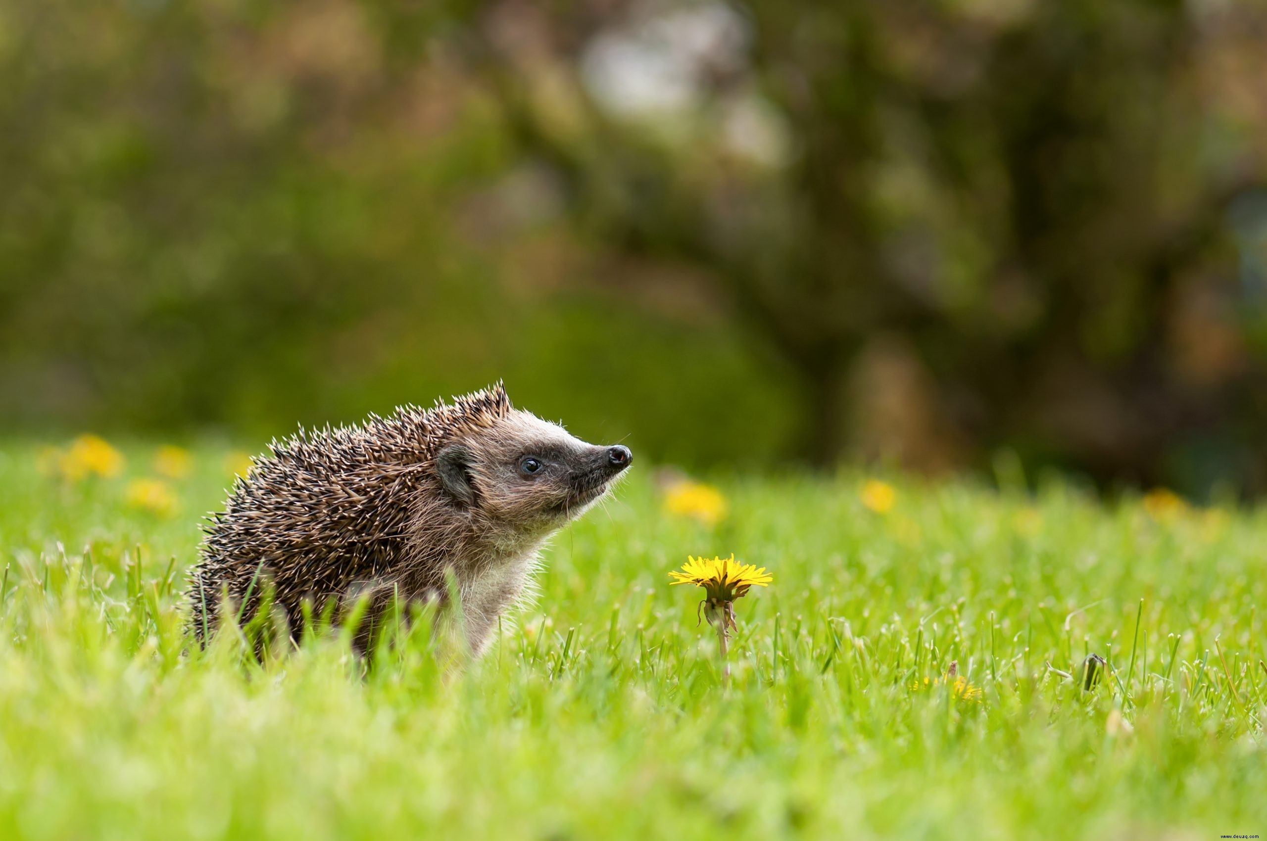 10 schöne Anzeichen dafür, dass der Frühling in Ihrem Garten angekommen ist 