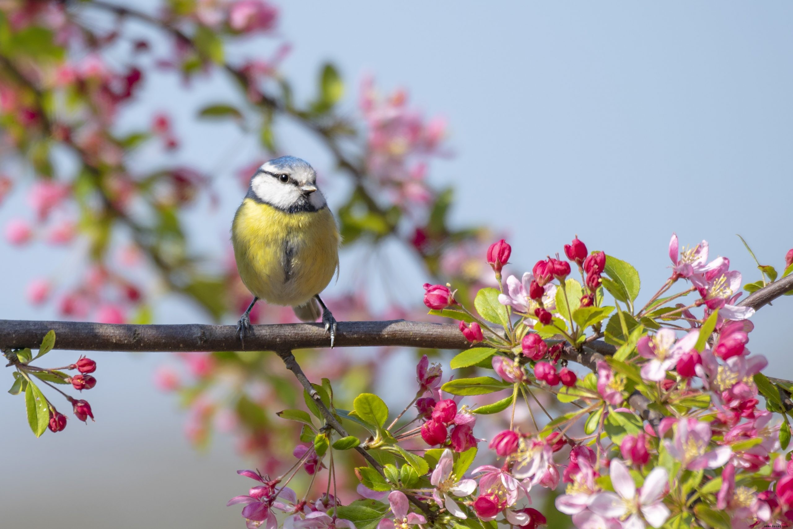 10 schöne Anzeichen dafür, dass der Frühling in Ihrem Garten angekommen ist 