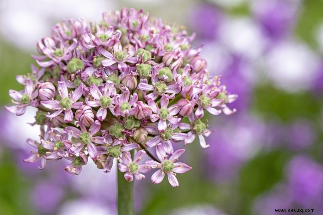 Sommerblumenzwiebeln, um Ihren Garten aufzuhellen 