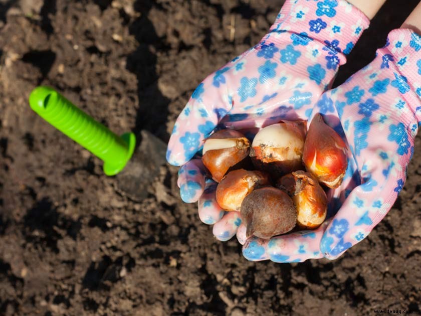 So pflegen Sie Ihren Garten jeden Monat des Jahres 