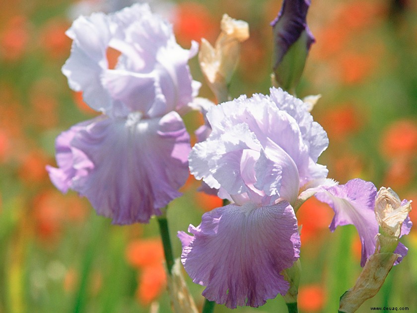 Pflanzen Sie Schwertlilien und bringen Sie Farbe in Ihren Garten 