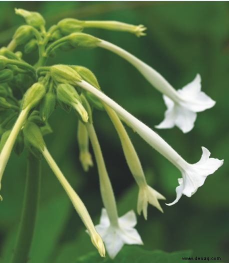 Die Top 10 der nachtduftenden Blumen 