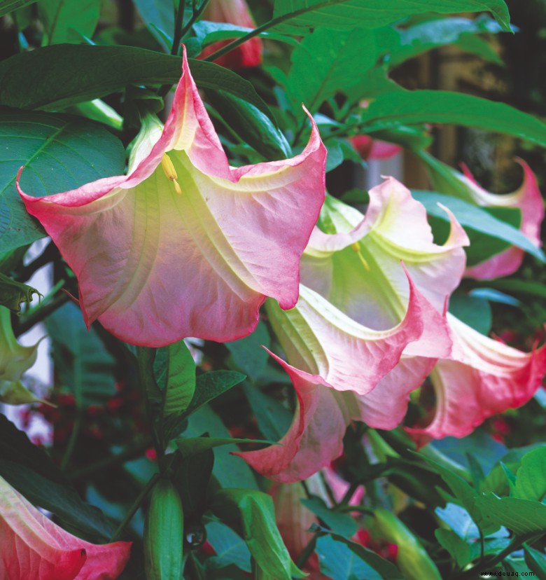 Die Gartensaison in Düften 