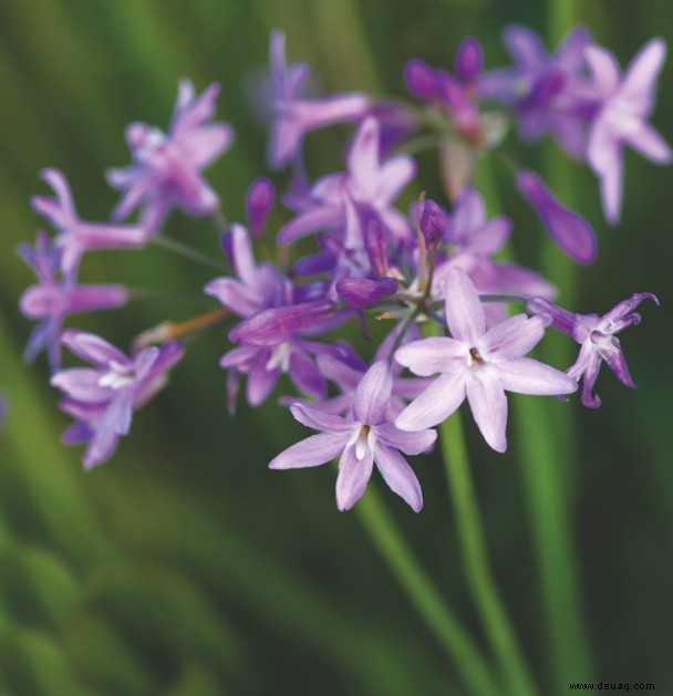 Die Gartensaison in Düften 